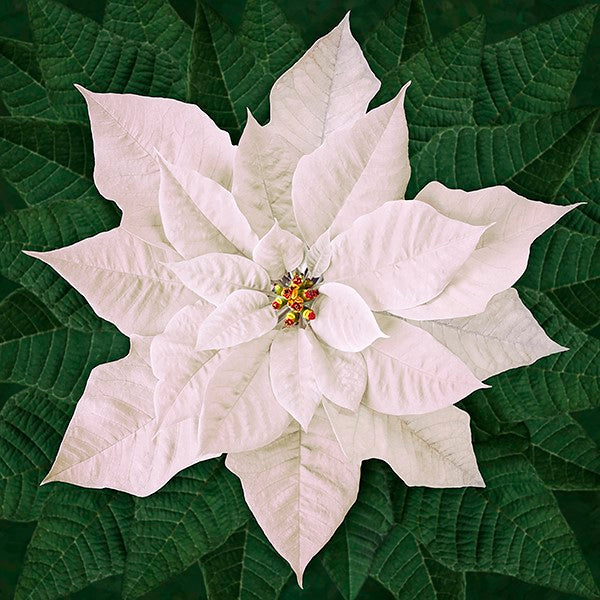 A digital image of a floral holiday panel featuring a large white flower with green leaves, designed by Jeanie Sumrall-Ajero for Hoffman.