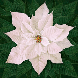 A digital image of a floral holiday panel featuring a large white flower with green leaves, designed by Jeanie Sumrall-Ajero for Hoffman.