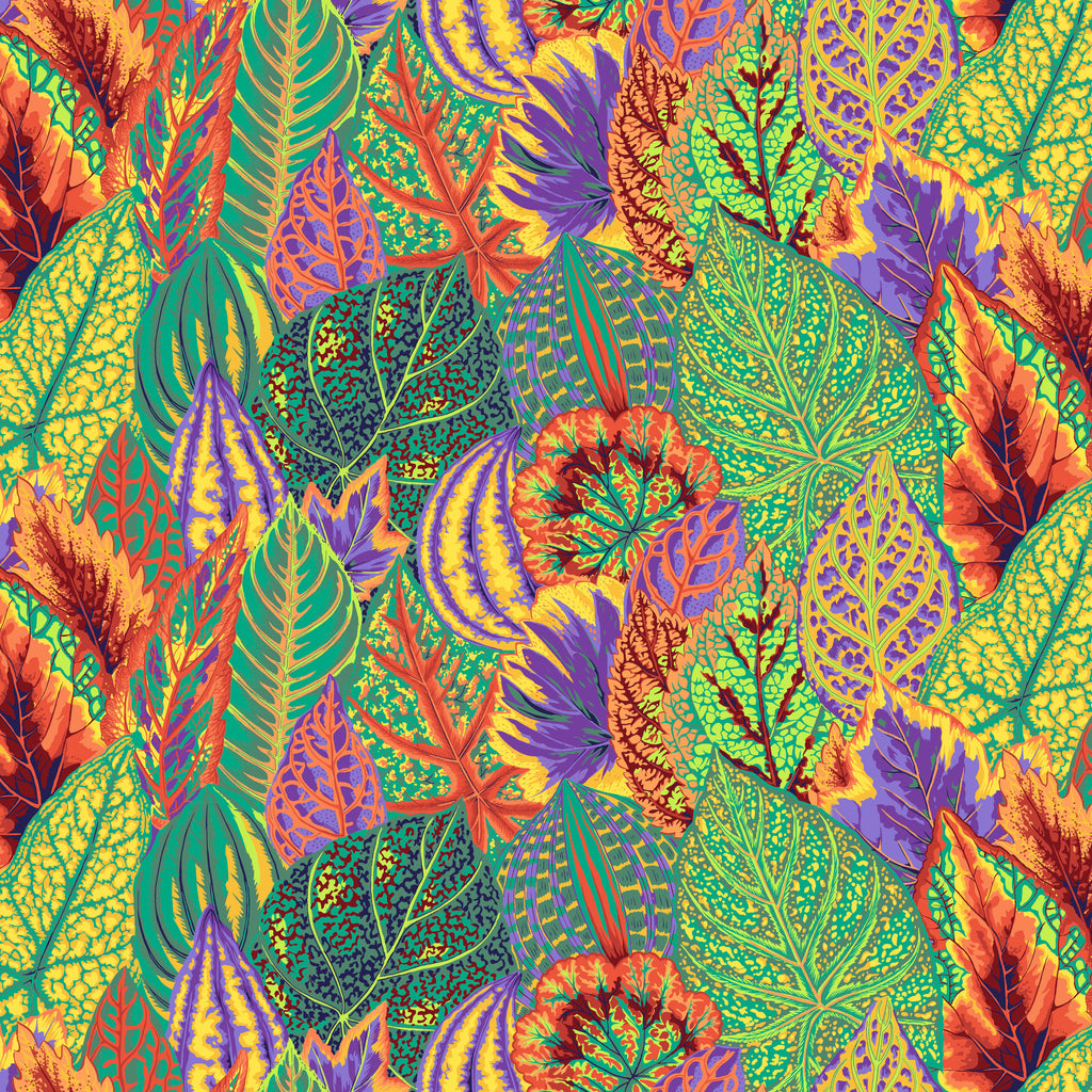 KFC Coleus GOLD PWPJ030.*LAST CHANCE Priced per 25cm