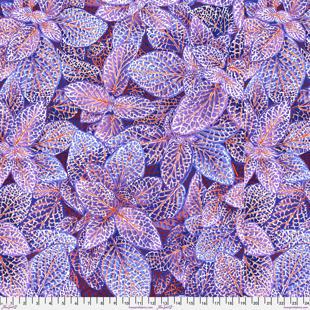 KFC Fittonia BLUE PWPJ129 AUG 2024.Priced per 25cm